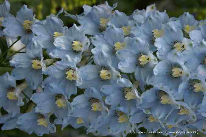 ../Images/Blossoms Beckoning.jpg